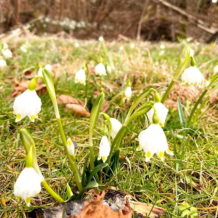 Ξενοδοχείο Adam & Eva Paradies Mit 3*